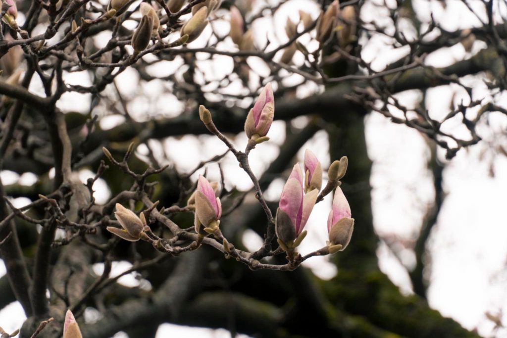 magnoliya