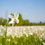 Долина нарцисів – пік цвітіння на наступний тиждень