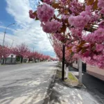 У Мукачево стартував сезон цвітіння сакур